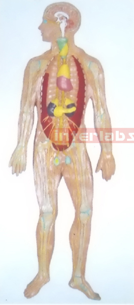 HANGING HUMAN BLOOD FULL  CIRCULATION SYSTEM MODEL